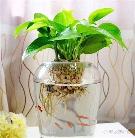 水生 植物 魚缸